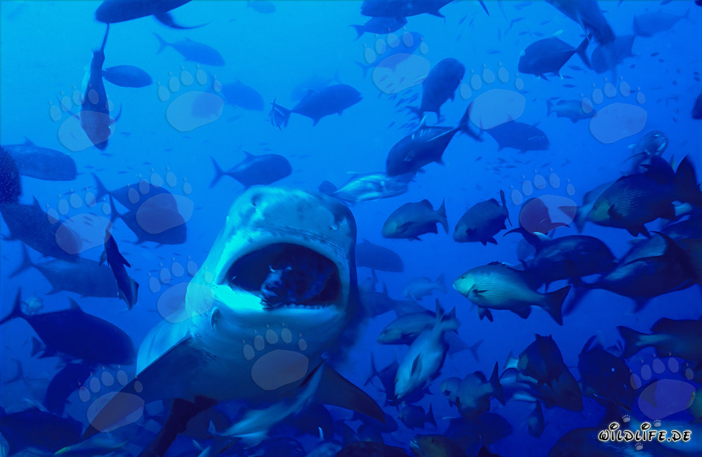 Tiger Shark - The Dangerous Predator of the Seas