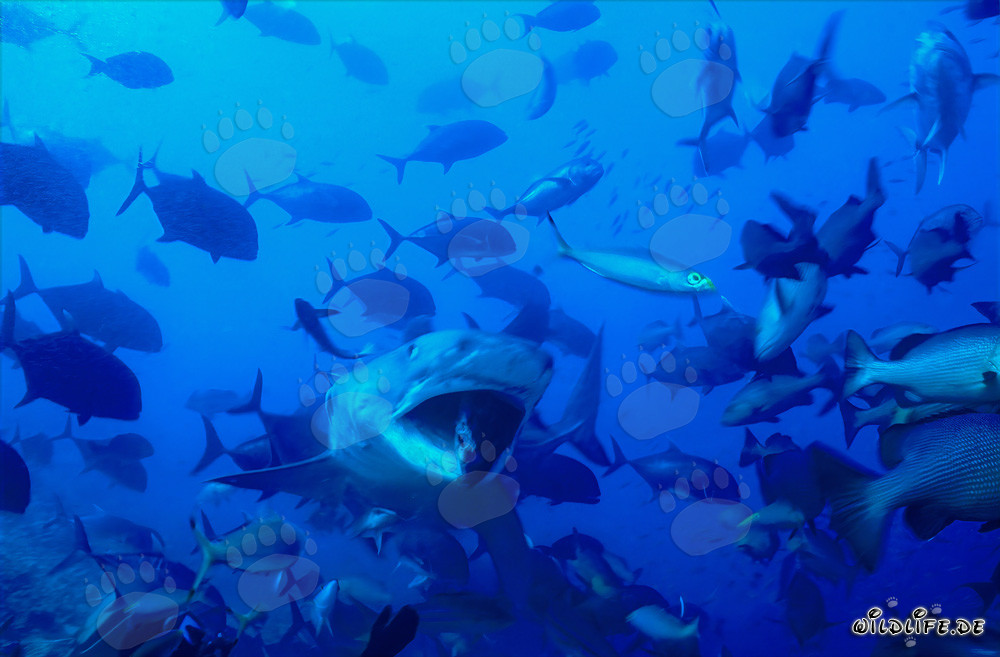 Requin tigre (Galeocerdo cuvier) avec la gueule ouverte