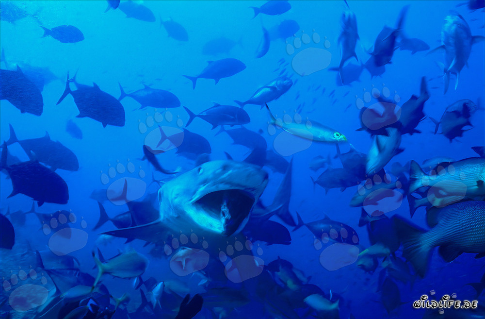 Squalo tigre (Galeocerdo cuvier) con la bocca aperta