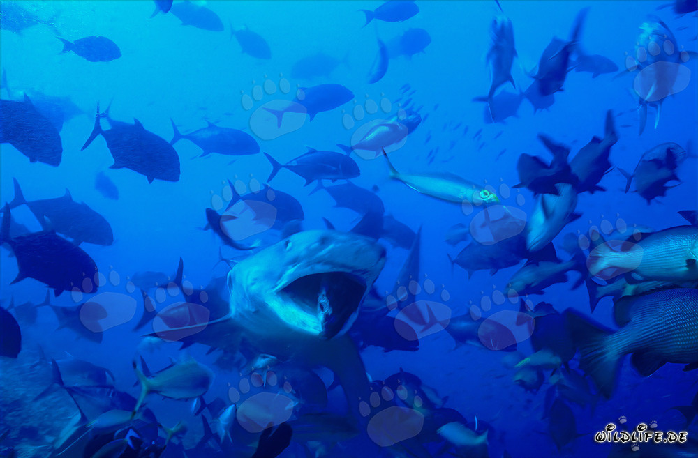 Tiger shark (Galeocerdo cuvier) with open mouth
