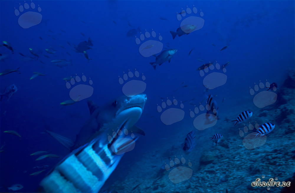 Requin tigre (Galeocerdo cuvier) nage élégamment le long du récif
