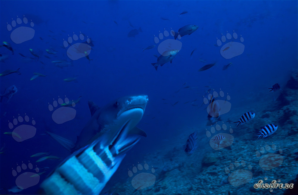 Squalo tigre (Galeocerdo cuvier) nuota elegantemente lungo la barriera corallina