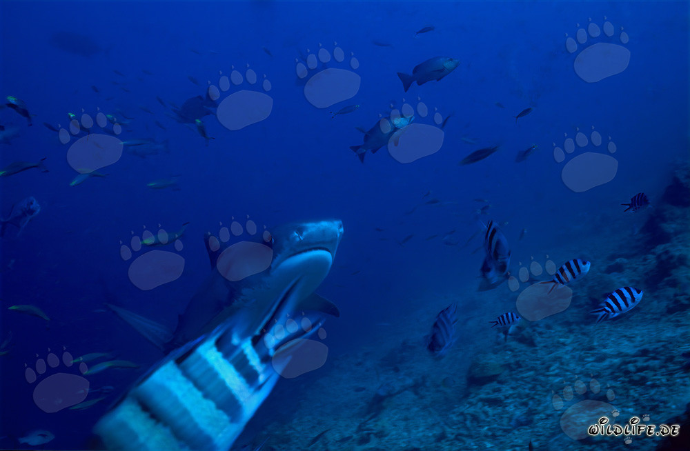 Tiger shark (Galeocerdo cuvier) elegantly swimming along the reef