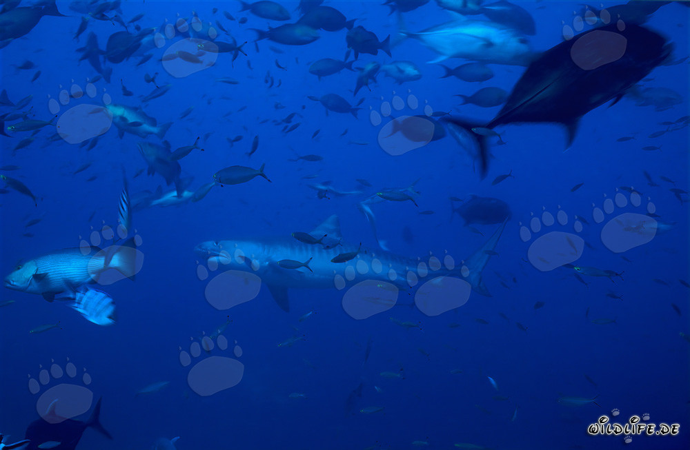 Requin tigre nage majestueusement devant le récif corallien