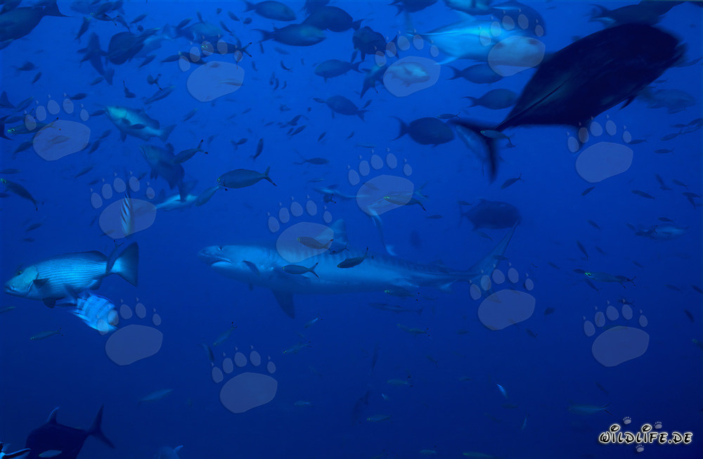 Lo squalo tigre nuota maestosamente davanti alla barriera corallina