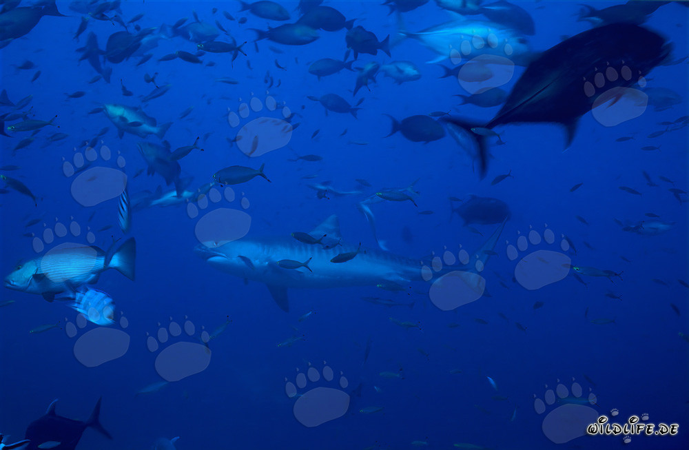 Tiger shark gracefully swimming in front of the coral reef