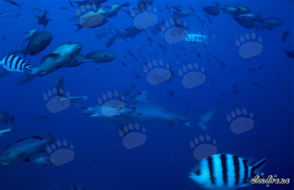 Squalo tigre (Galeocerdo cuvier) nuota maestosamente nell'acqua cristallina della laguna di Beqa