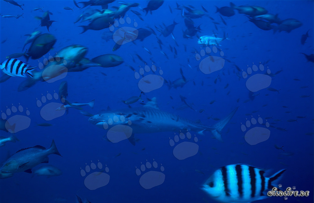 Tiger shark (Galeocerdo cuvier) swimming majestically in the clear waters of Beqa Lagoon