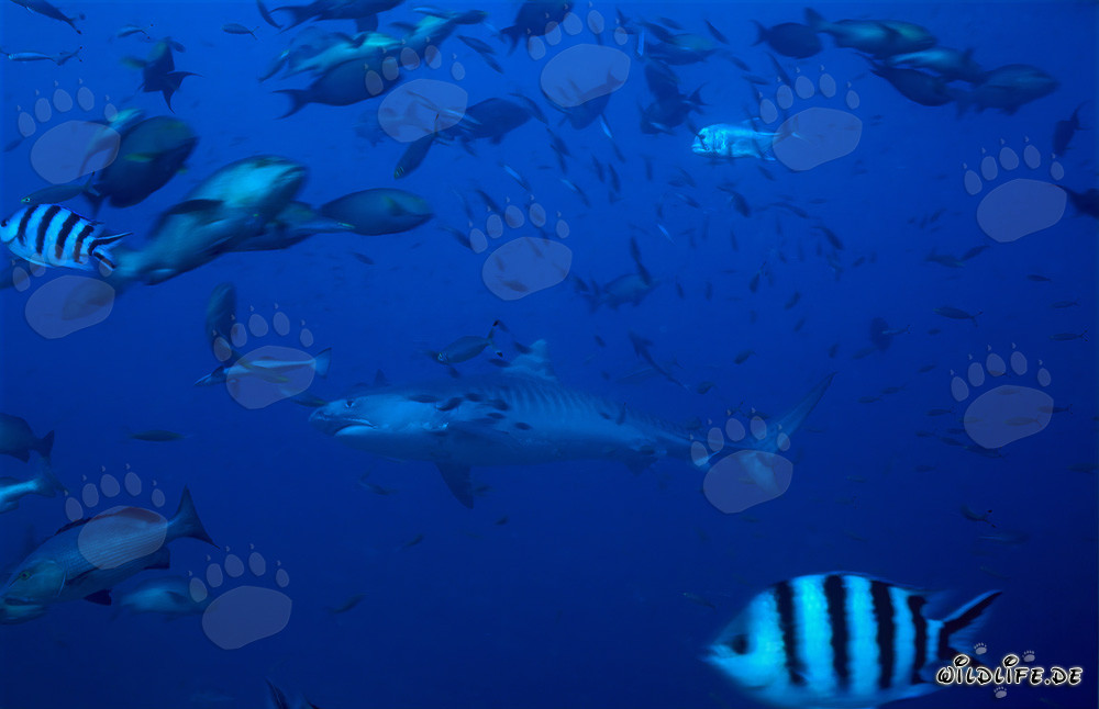 Tigerhai (Galeocerdo cuvier) schwimmt majestätisch im klaren Wasser in der Beqa Lagune