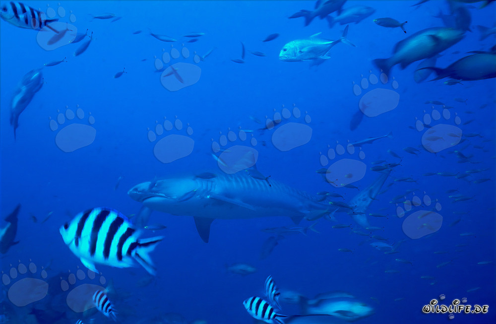 Requin tigre devant un récif corallien tropical