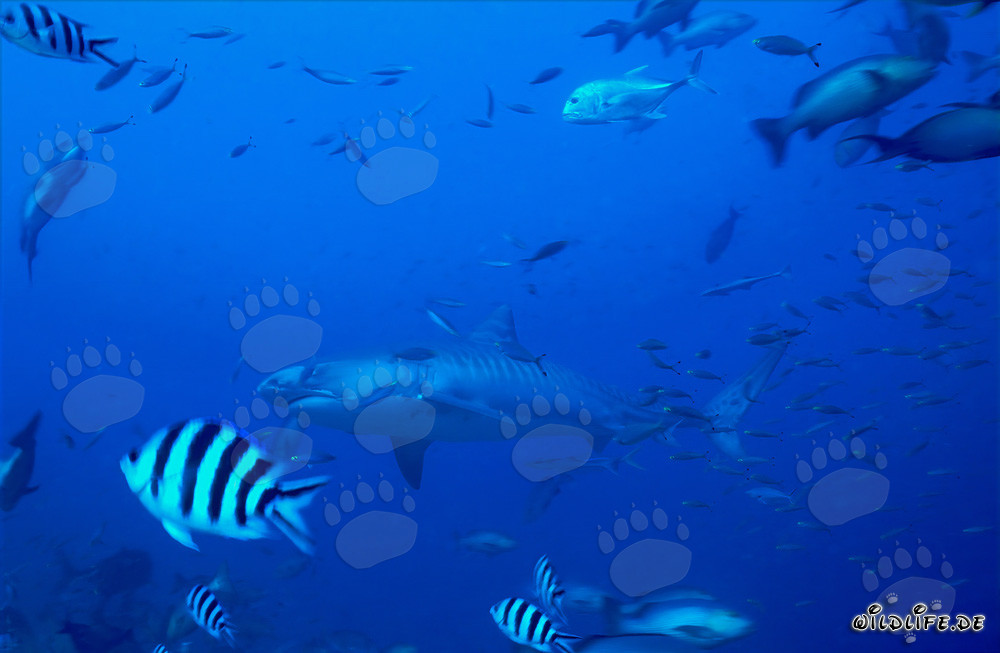 Squalo tigre davanti a una barriera corallina tropicale