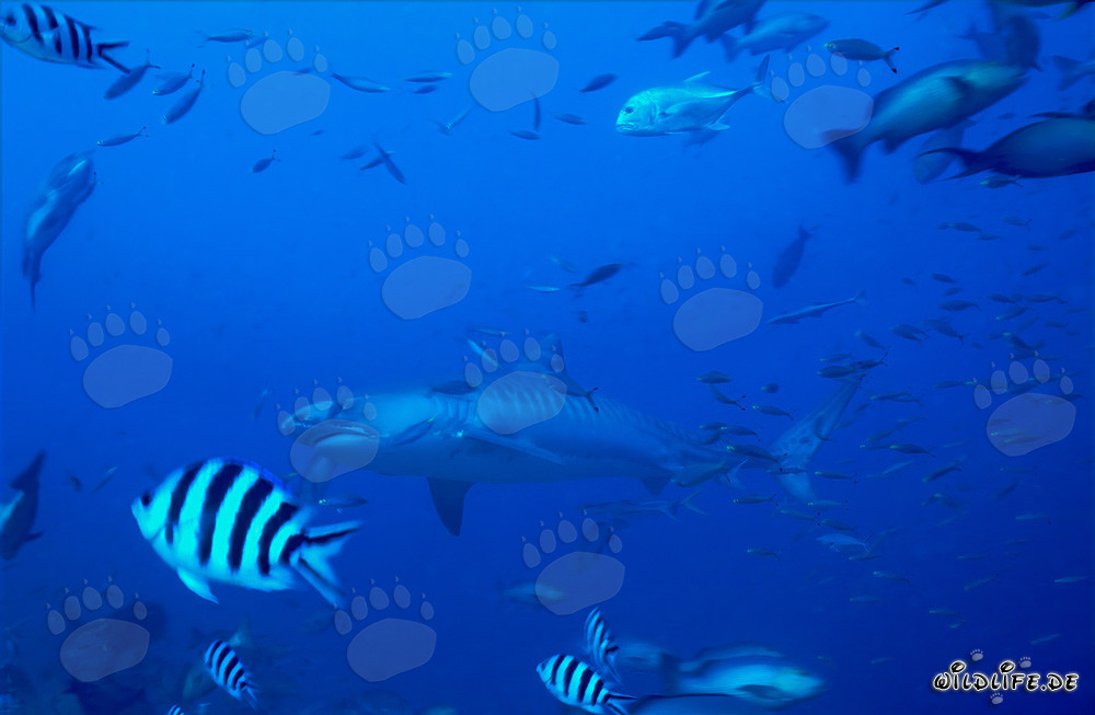Tiburón tigre frente a un arrecife de coral tropical