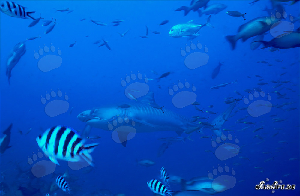 Tiger Shark in front of a Tropical Coral Reef