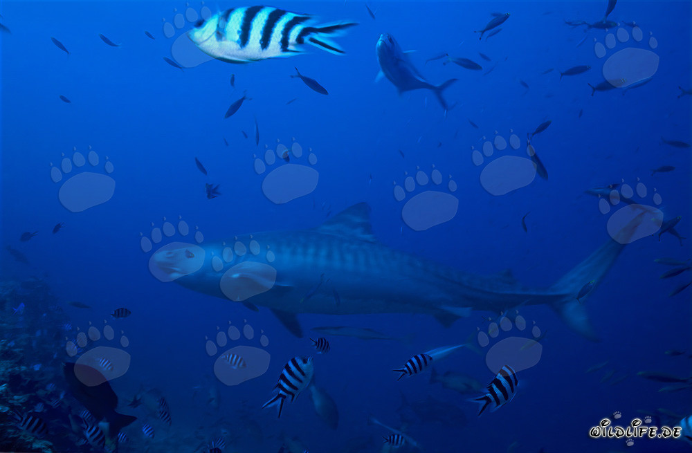 Requin tigre sur le récif corallien