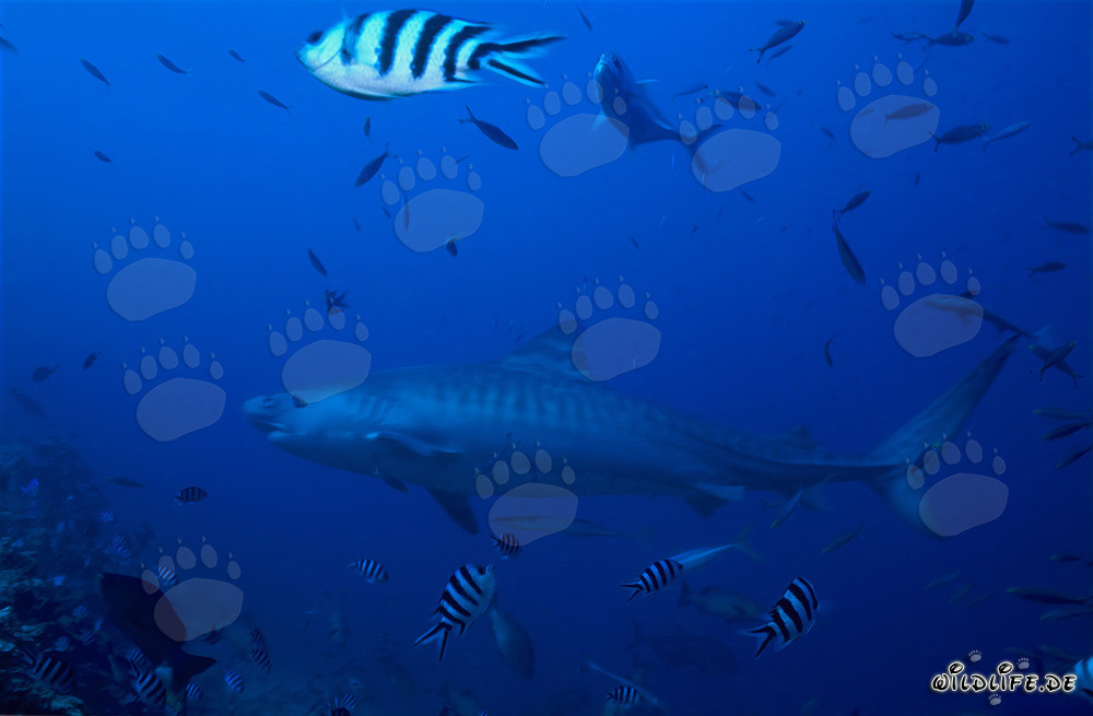 Tiburón tigre en el arrecife de coral