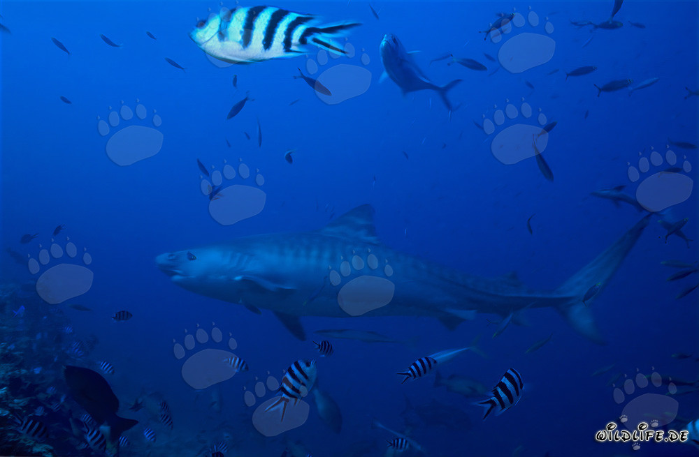 Tiger Shark at the Coral Reef
