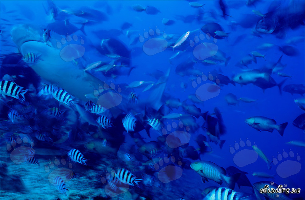 Majestic Tiger Shark (Galeocerdo cuvier) in Crystal Clear Reef Waters