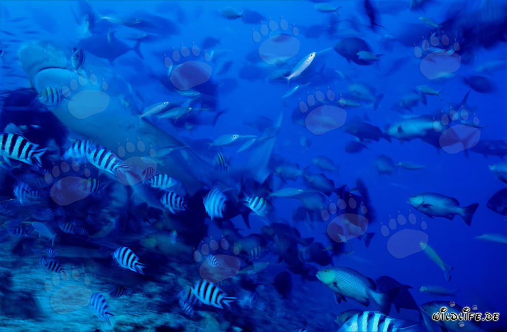 Requin-tigre majestueux (Galeocerdo cuvier) dans l'eau cristalline du récif