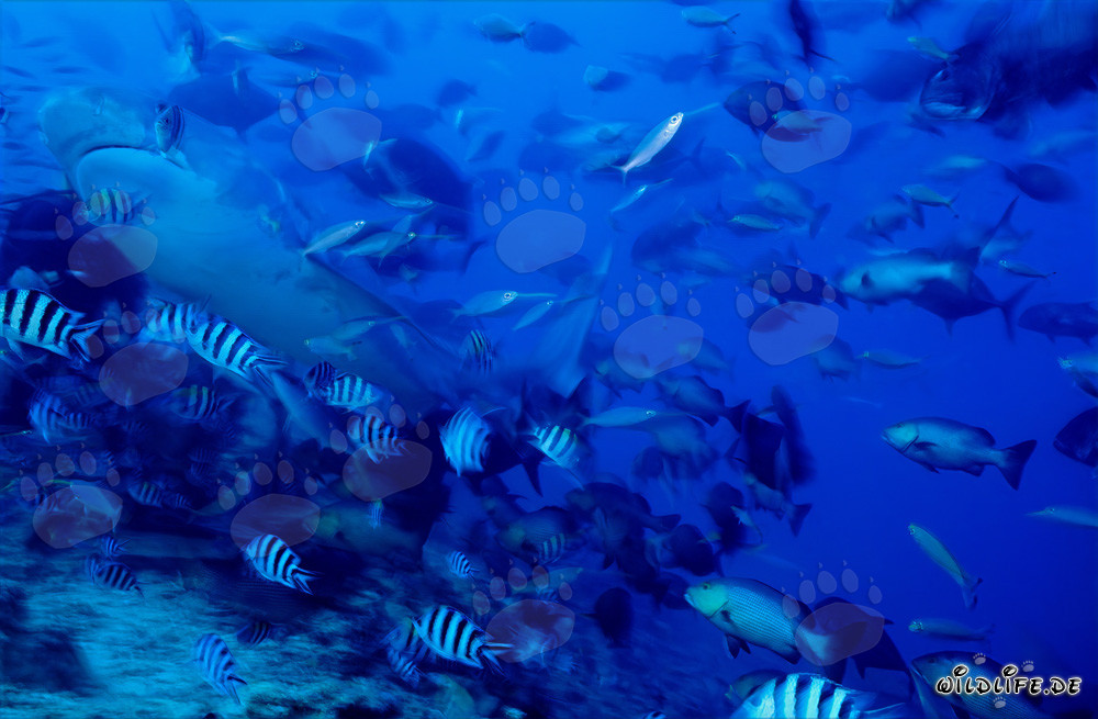 Maestoso squalo tigre (Galeocerdo cuvier) nelle cristalline acque della barriera corallina