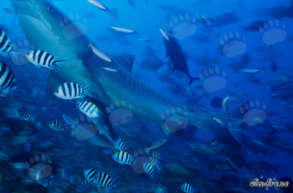 Requin-tigre majestueux entouré de poissons de récif