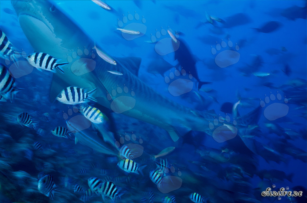 Tiburón tigre majestuoso rodeado de peces de arrecife