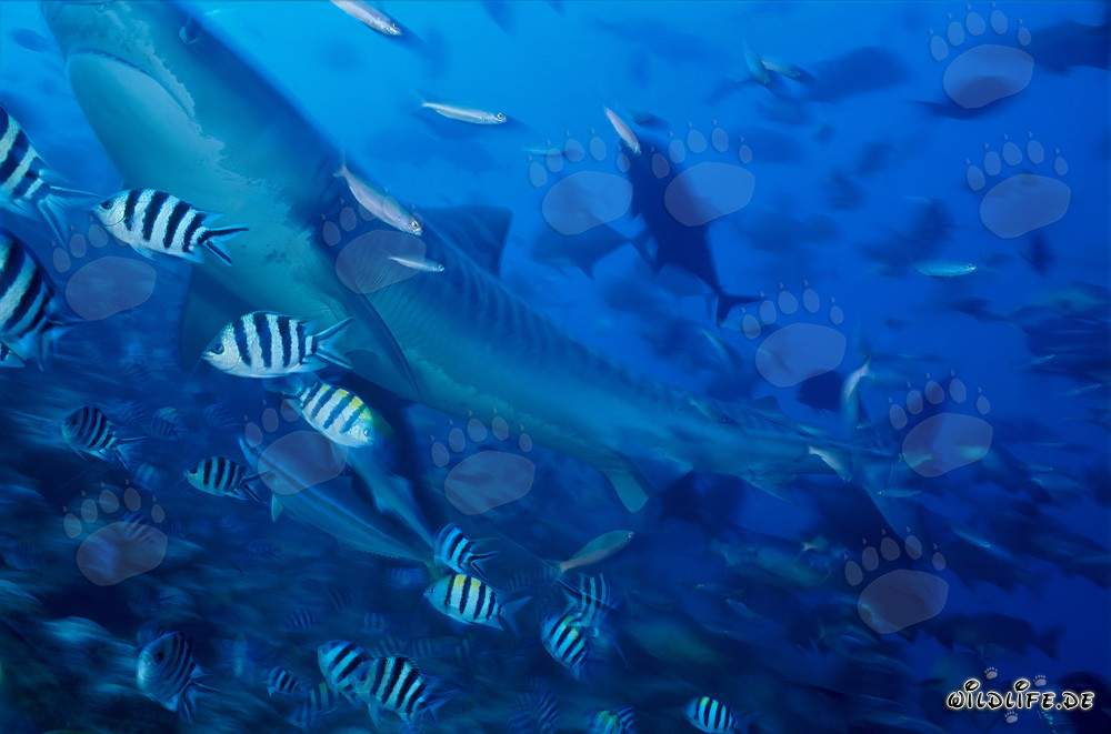 Majestic Tiger Shark Surrounded by Reef Fish