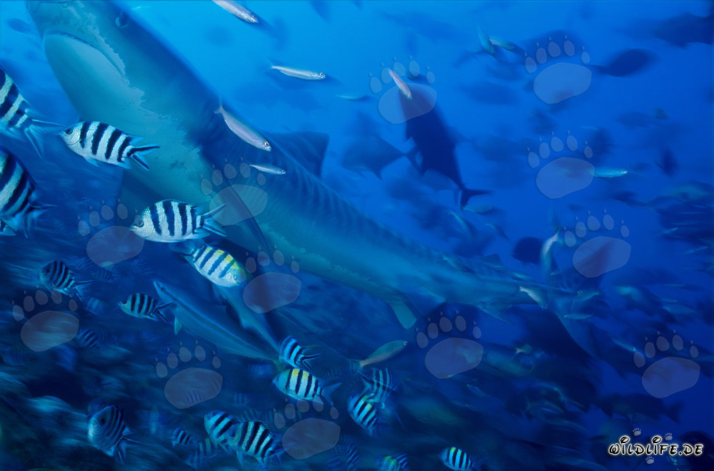 Tigre squalo maestoso circondato da pesci di barriera corallina