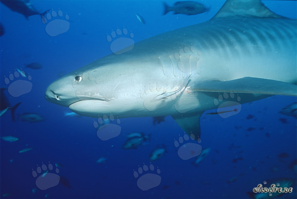 Requin-tigre imposant (Galeocerdo cuvier) devant un récif corallien à couper le souffle