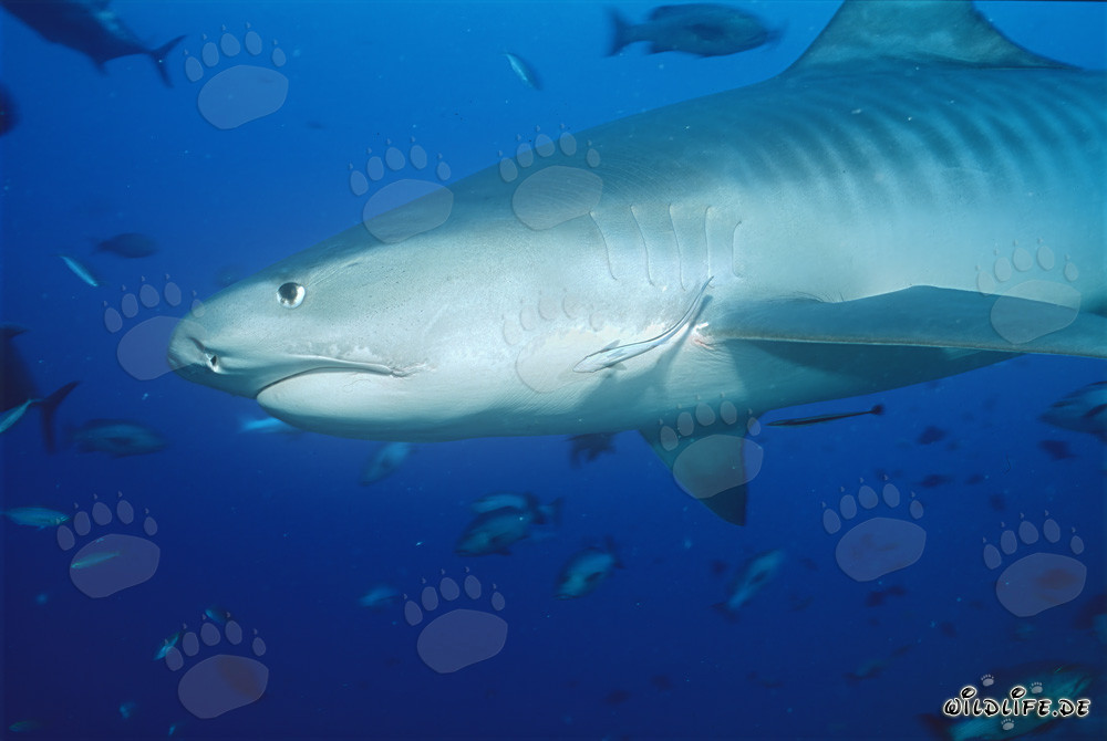 Imponente squalo tigre (Galeocerdo cuvier) davanti a un meraviglioso reef di corallo