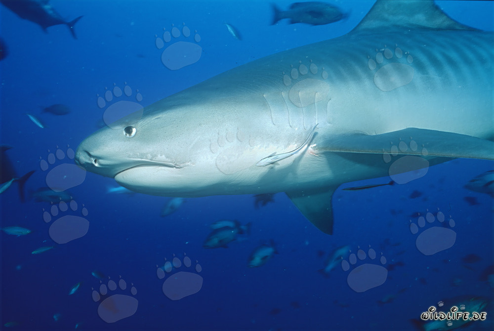 Impressive Tiger Shark (Galeocerdo cuvier) in front of stunning coral reef