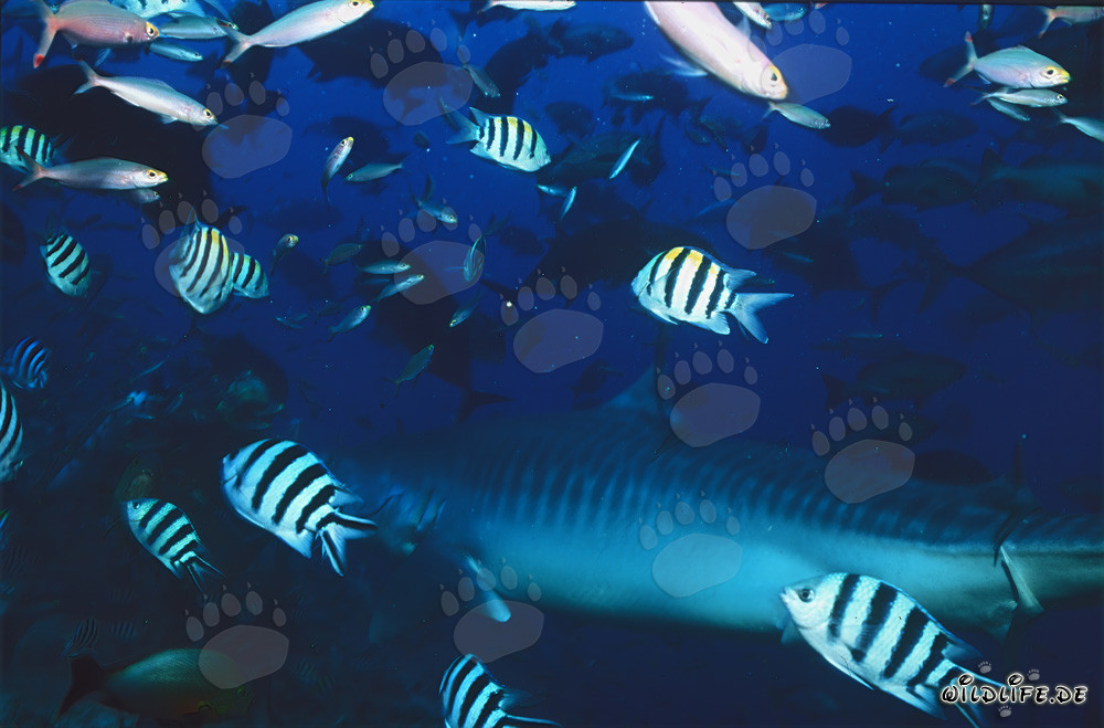 Requin tigre majestueux dans le fascinant récif de corail de Fidji