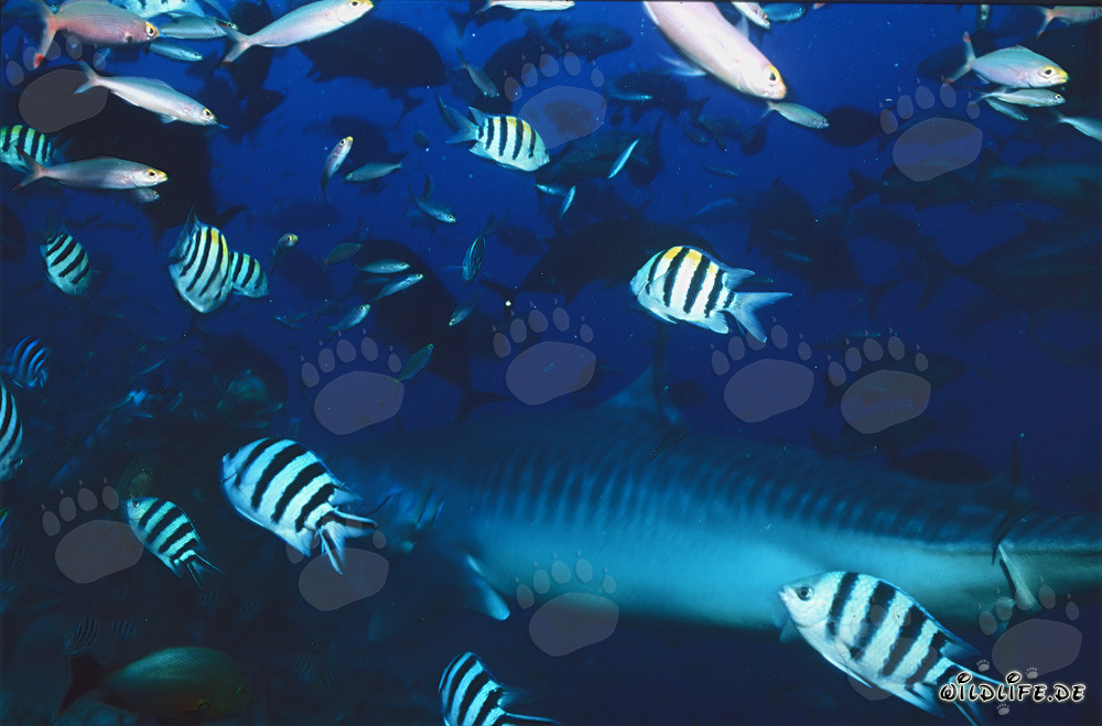 Maestoso squalo tigre nel affascinante reef di corallo di Fiji