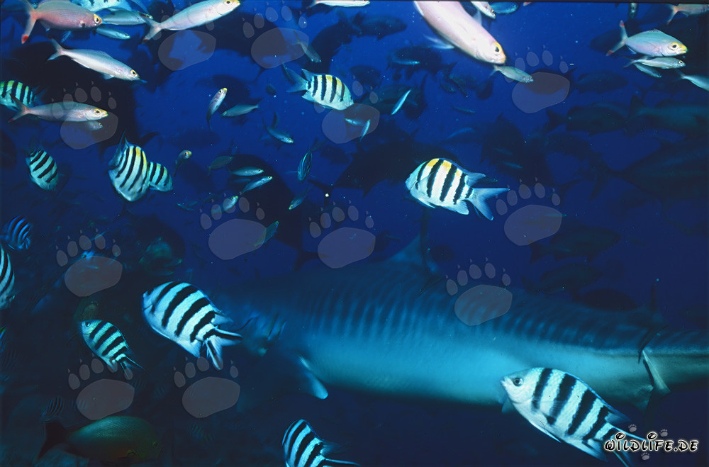 Tiburón tigre majestuoso en el fascinante arrecife de coral de Fiji