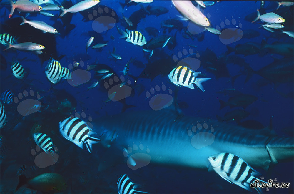 Majestic Tiger Shark in the Fascinating Coral Reef of Fiji