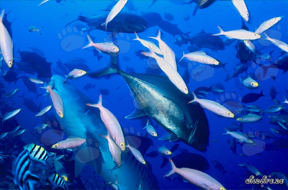 Maestoso squalo tigre nuota circondato da pesci di barriera nelle acque di Fiji