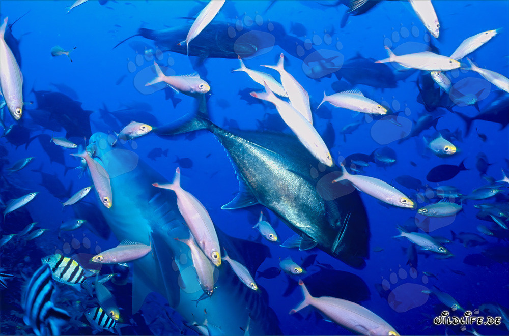 Tiburón tigre majestuoso nada rodeado de peces de arrecife en las aguas de Fiji