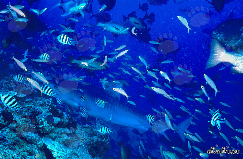 Le requin-tigre atteint le récif corallien