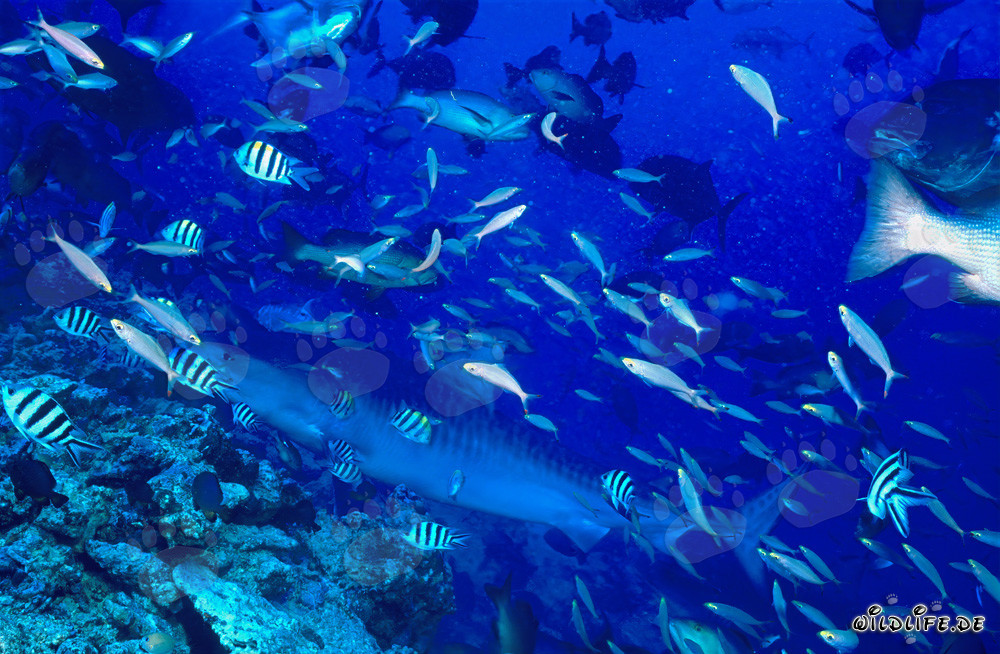 Tiburón tigre alcanza el arrecife de coral