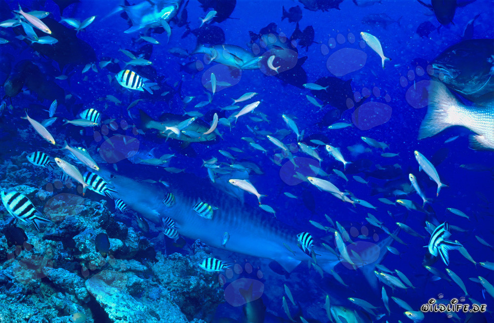 Tiger shark (Galeocerdo cuvier)