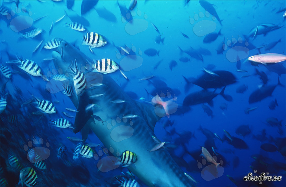 Requin-tigre impressionnant entouré de poissons de récif à Beqa Lagoon, Fidji