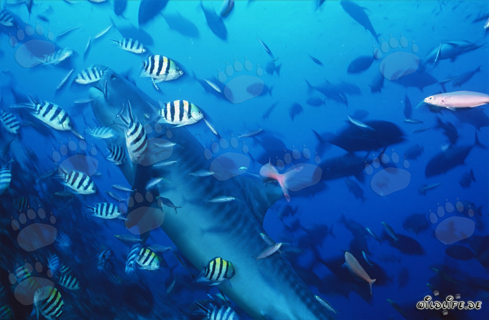 Impressionante squalo tigre circondato da pesci di barriera a Beqa Lagoon, Figi
