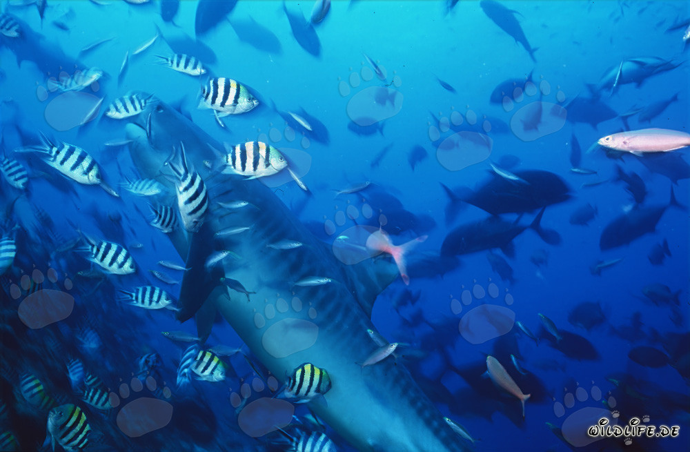 Impresionante tiburón tigre rodeado de peces de arrecife en Beqa Lagoon, Fiyi