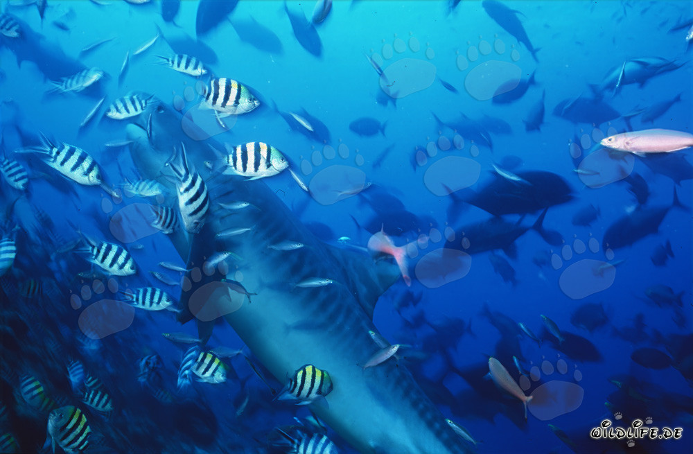 Impressive Tiger Shark Surrounded by Reef Fish in Beqa Lagoon, Fiji