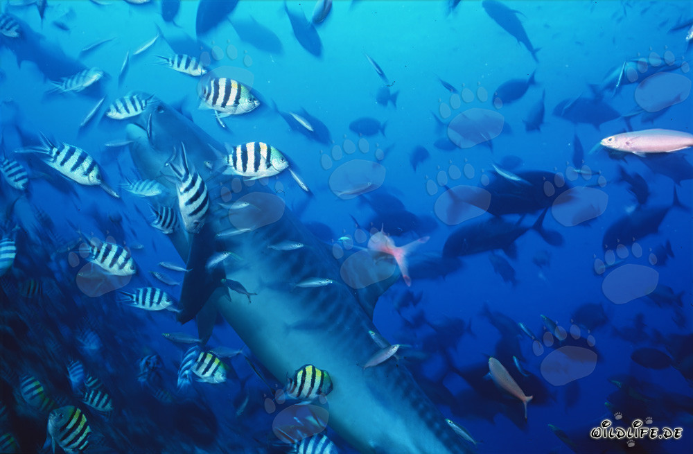 Imposanter Tigerhai umgeben von Rifffischen in Beqa Lagoon, Fiji