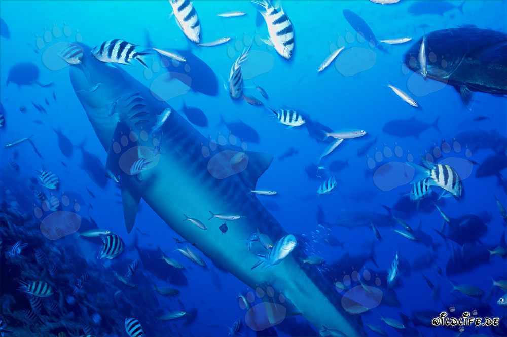 Requin tigre majestueux nage à la surface de l'eau