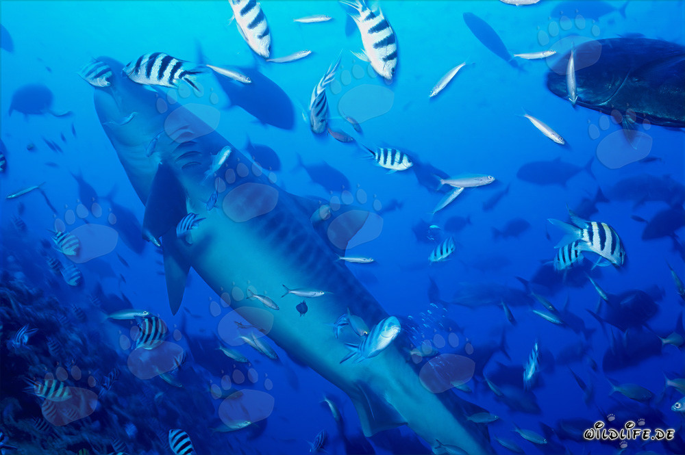 Tiburón tigre majestuoso nada a la superficie del agua