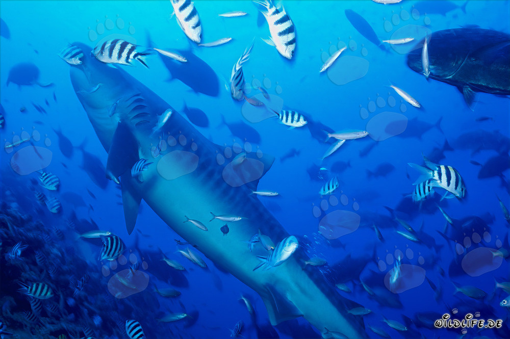 Majestic Tiger Shark Swimming to the Surface