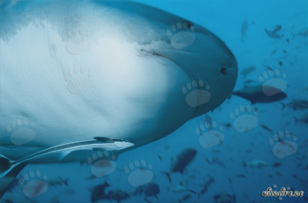 Requin tigre - Majestueux habitant des mers tropicales