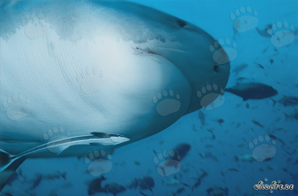 Squalo tigre - Maestoso abitante dei mari tropicali