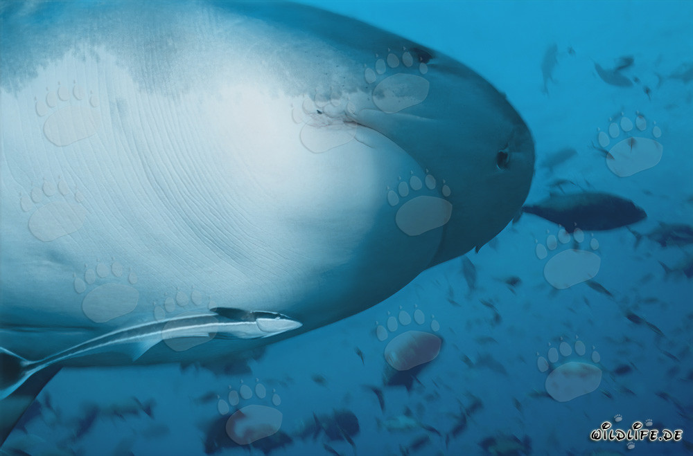 Tiburón tigre - Majestuoso habitante de los mares tropicales